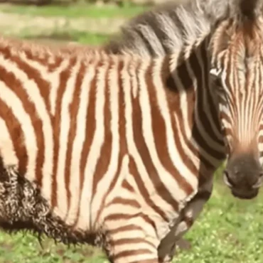 nace-una-cebra-de-grant-en-el-zoologico-nacional-8f377fd0-focus-0-0-896-504