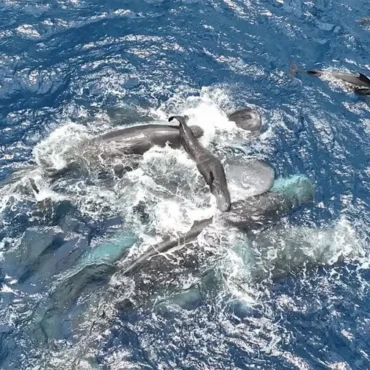 parto-cachalote-salvaje-en-dominica-revela-comportamiento-social-5cbd214d-focus-0-0-896-504