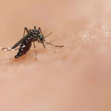 mejora-vigilancia-epidemiologica-con-algoritmo-conteo-huevos-mosquito-e2e3fb1d-focus-0-0-896-504