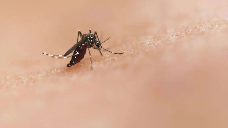 mejora-vigilancia-epidemiologica-con-algoritmo-conteo-huevos-mosquito-e2e3fb1d-focus-0-0-896-504