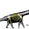 Descubren en Tailandia «el último titán», el dinosaurio más grande del sudeste asiático