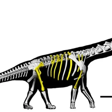 nagatitan-chaiyaphumensis-el-dinosaurio-mas-grande-en-tailandia-4a0a80d5-focus-0-0-896-504